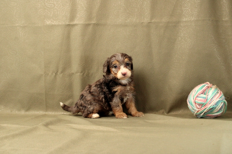 puppy, for, sale, Mini Bernedoodle F2, Matthew B. Stoltzfus, dog, breeder, Gap, PA, dog-breeder, puppy-for-sale, forsale, nearby, find, puppyfind, locator, puppylocator, aca